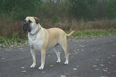 Champion Cadenham Desperado