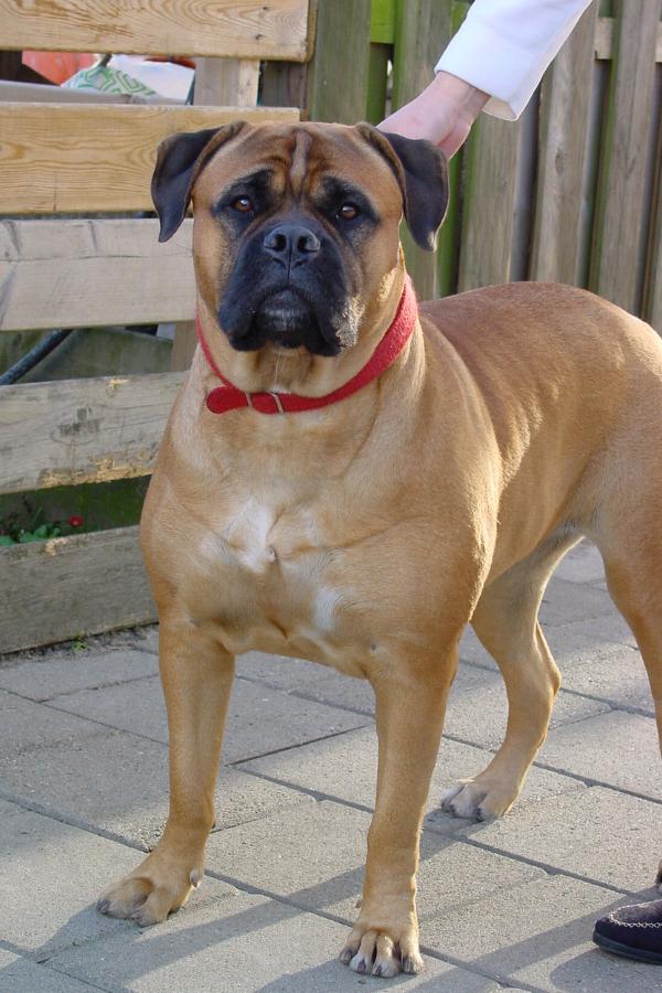 Rod�sla The Dog of Orlok