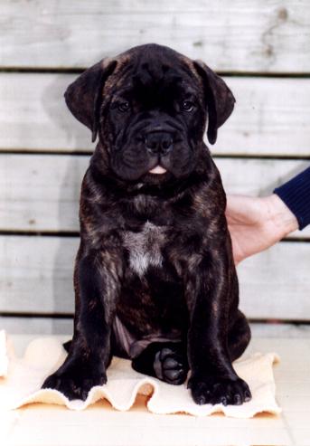 Power our latest pup